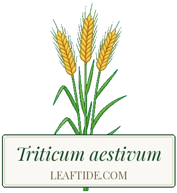 Triticum aestivum