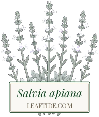 Salvia apiana