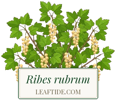 Ribes rubrum