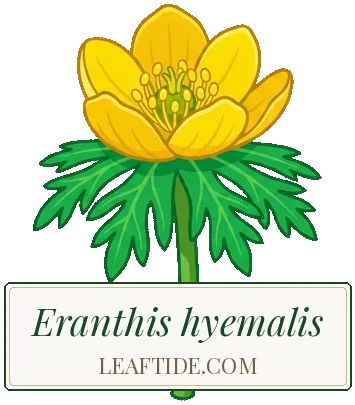 Eranthis hyemalis