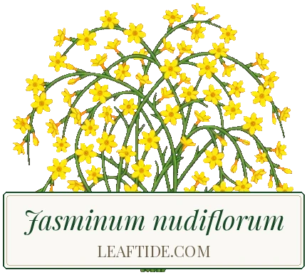 Jasminum nudiflorum