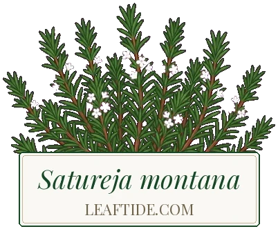 Satureja montana
