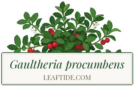 Gaultheria procumbens