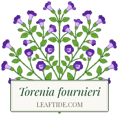 Torenia fournieri