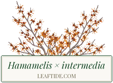 Hamamelis × intermedia