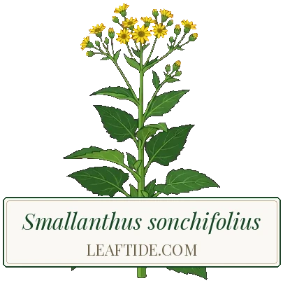 Smallanthus sonchifolius