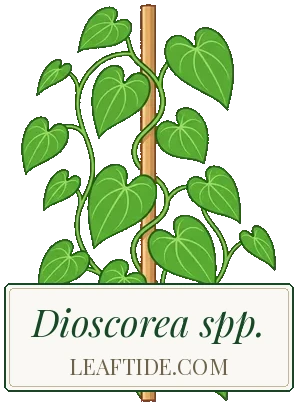 Dioscorea spp.