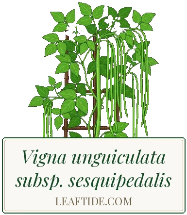 Vigna unguiculata subsp. sesquipedalis