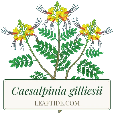 Caesalpinia gilliesii