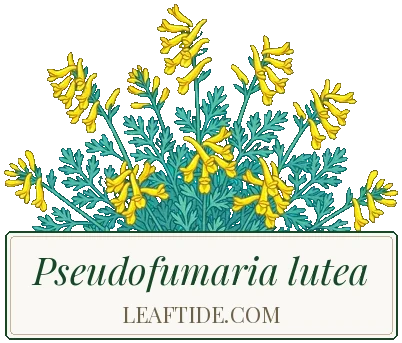 Pseudofumaria lutea
