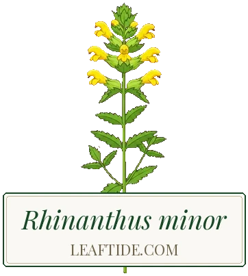 Rhinanthus minor