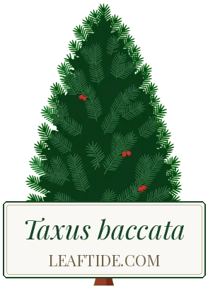 Taxus baccata