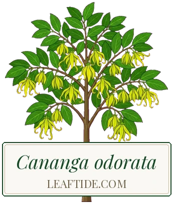 Cananga odorata