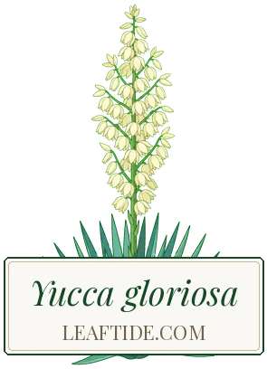 Yucca gloriosa