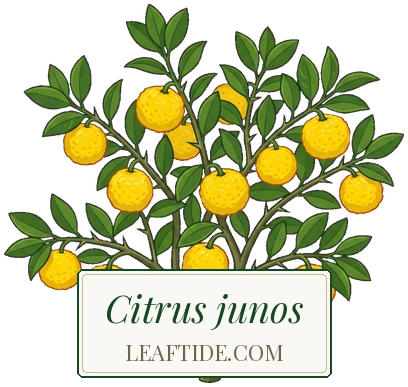 Citrus junos
