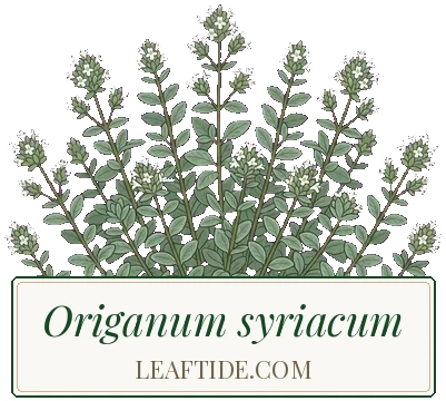 Origanum syriacum