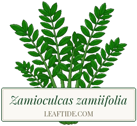 Zamioculcas zamiifolia